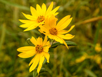 wildflowers (7).jpg